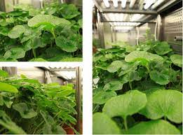 玉米种植政策与经济：推动农业现代化的关键力量